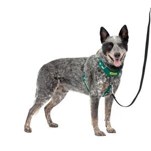 PetSafe Comfort No Pull Adjustable Dog Harness - M - Green